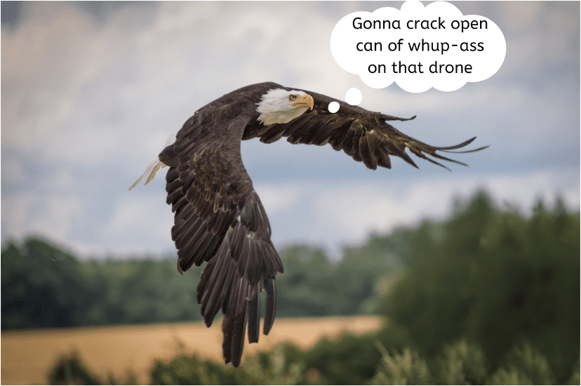 image bird attacking drone