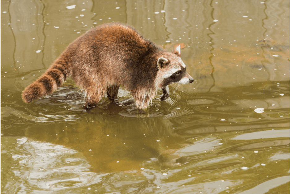 raccoon getting wet