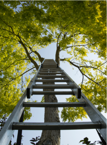 ladder in tree image
