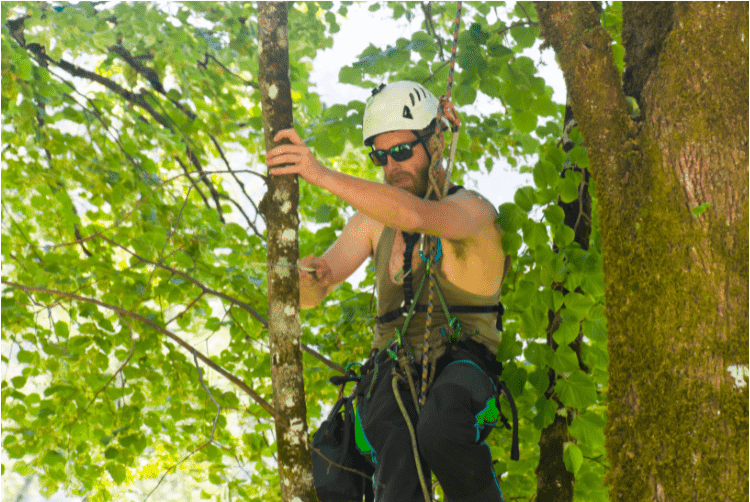 image tree climber